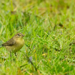 Redwell   August 2016   D3s (35 Of 69).jpg